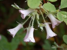 Attēlu rezultāti vaicājumam “Menziesia ferruginea flower”