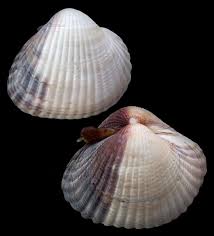 Attēlu rezultāti vaicājumam “Colloderma oculatum sessile”