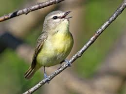 Image result for Vireo philadelphicus