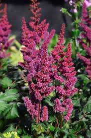 Attēlu rezultāti vaicājumam “Astilbe chinensis bud”