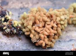 Attēlu rezultāti vaicājumam “Heterotrichia ferruginea (syn. Arcyria ferruginea)”