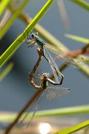 Attēlu rezultāti vaicājumam “Lestes sponsa”