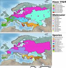 Attēlu rezultāti vaicājumam “Unio crassus”
