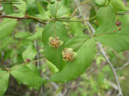 Attēlu rezultāti vaicājumam “Euonymus verrucosus fruit”