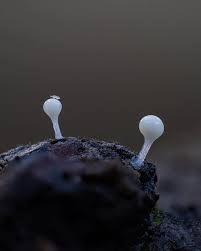 Attēlu rezultāti vaicājumam “Hemitrichia clavata young”