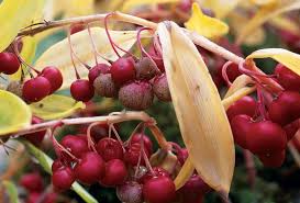 Attēlu rezultāti vaicājumam “Polygonatum multiflorum  fruit”