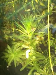 Attēlu rezultāti vaicājumam “Hydrilla verticillata leaf”