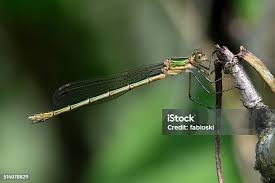 Attēlu rezultāti vaicājumam “Lestes sponsa”