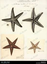 Image result for Asterias rubens