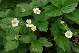 Attēlu rezultāti vaicājumam “Fragaria x ananassa”