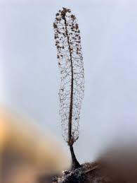 Attēlu rezultāti vaicājumam “Stemonitis flavogenita spores”