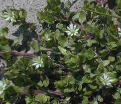 Attēlu rezultāti vaicājumam “Stellaria media”