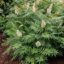 Attēlu rezultāti vaicājumam “Sorbaria sorbifolia bud”