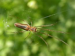 Attēlu rezultāti vaicājumam “Tetragnatha montana”