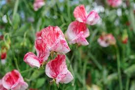 Image result for Lathyrus odoratus