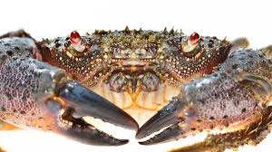 Image result for Eriphia verrucosa