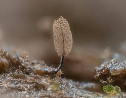 Attēlu rezultāti vaicājumam “Stemonitopsis hyperopta var. landewaldii”