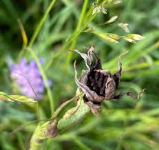 Attēlu rezultāti vaicājumam “Microbotryum tragopogonis - pratensis”