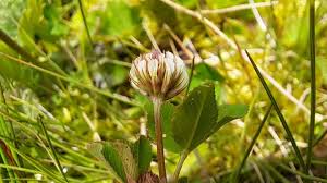 Attēlu rezultāti vaicājumam “Trifolium hybridum”