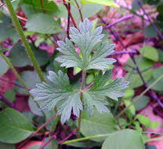 Attēlu rezultāti vaicājumam “Ranunculus bulbosus flower”