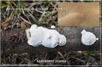 Attēlu rezultāti vaicājumam “Junghuhnia nitida”