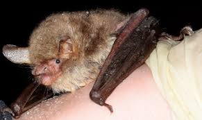 Attēlu rezultāti vaicājumam “Myotis nattereri”