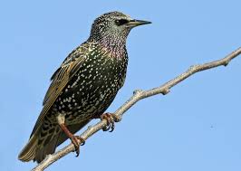 Attēlu rezultāti vaicājumam “Sturnus vulgaris”