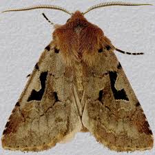 Attēlu rezultāti vaicājumam “Orthosia gothica”