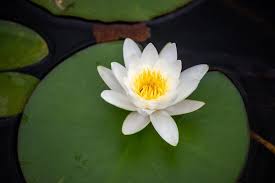 Attēlu rezultāti vaicājumam “Nymphaea candida flower”