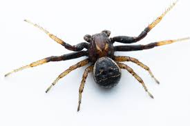 Attēlu rezultāti vaicājumam “Xysticus bifasciatus”