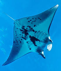 Image result for Mobula alfredi