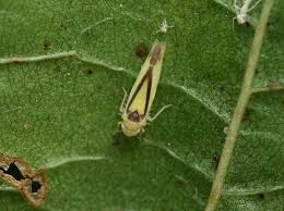 Attēlu rezultāti vaicājumam “Edwardsiana geometrica”