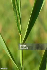 Attēlu rezultāti vaicājumam “Phragmites communis fruit”
