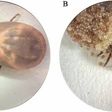 Attēlu rezultāti vaicājumam “Dermacentor reticulatus female”
