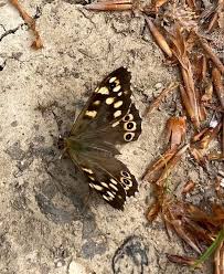 Attēlu rezultāti vaicājumam “Pararge aegeria”