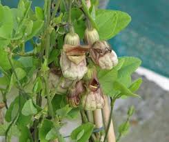 Attēlu rezultāti vaicājumam “Aristolochia durior flower”