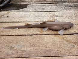 Image result for Ginglymostoma cirratum