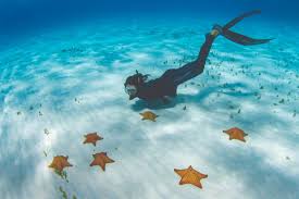 Resultado de imagen para cozumel dive