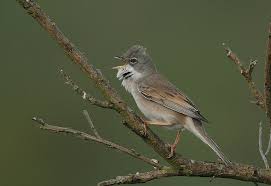 Attēlu rezultāti vaicājumam “Sylvia communis”