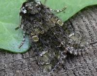 Attēlu rezultāti vaicājumam “Craniophora ligustri”