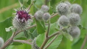 Attēlu rezultāti vaicājumam “Geum rivale fruit”