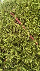 Attēlu rezultāti vaicājumam “Antitrichia curtipendula”