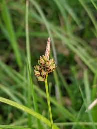 Attēlu rezultāti vaicājumam “Carex caryophyllea flower”