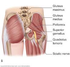 Attēlu rezultāti vaicājumam “Cribraria piriformis”
