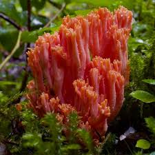 Attēlu rezultāti vaicājumam “Ramaria flava”