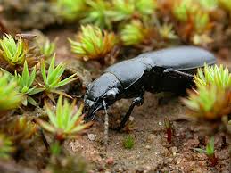 Attēlu rezultāti vaicājumam “Broscus cephalotes”