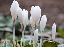 Attēlu rezultāti vaicājumam “Crocus”
