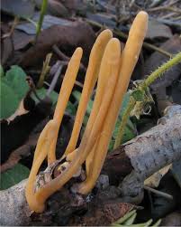 Attēlu rezultāti vaicājumam “Macrotyphula fistulosa var. contorta”