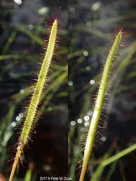 Attēlu rezultāti vaicājumam “Drosera x obovata leaf”