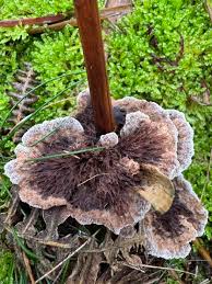 Attēlu rezultāti vaicājumam “Thelephora terrestris”